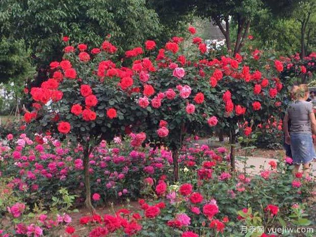 月季园：南阳月季公园(图1)