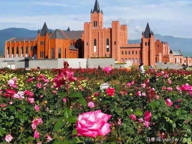 月季园：四川绵竹玫瑰谷月季园(图2)