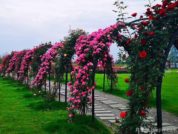 月季园：四川绵竹玫瑰谷月季园(图3)