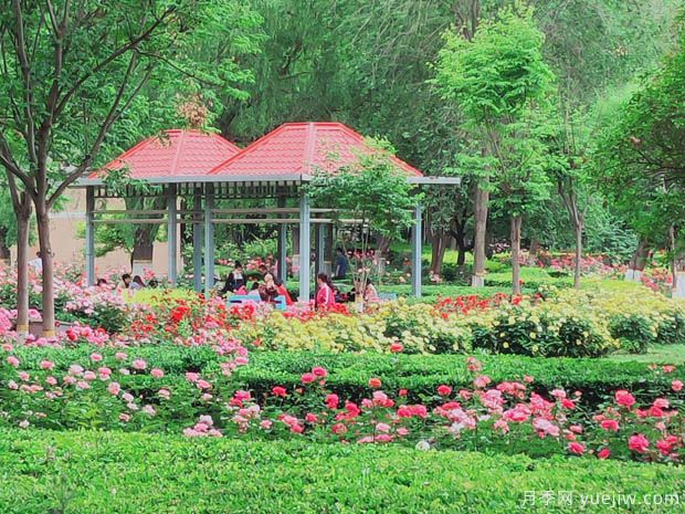 月季园：石家庄月季公园(图1)