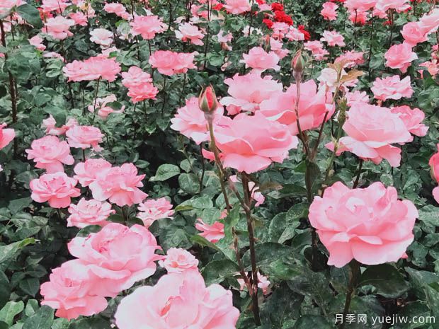 月季园：石家庄月季公园(图2)