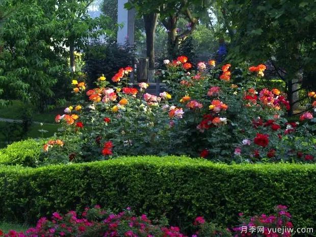 月季园：石家庄月季公园(图3)