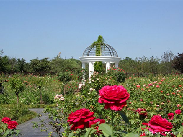 月季园：上海植物园月季园(图2)