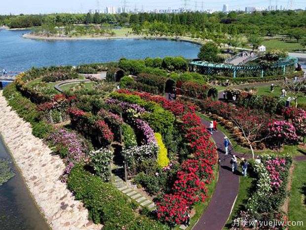 月季园：上海辰山植物园月季园(图2)