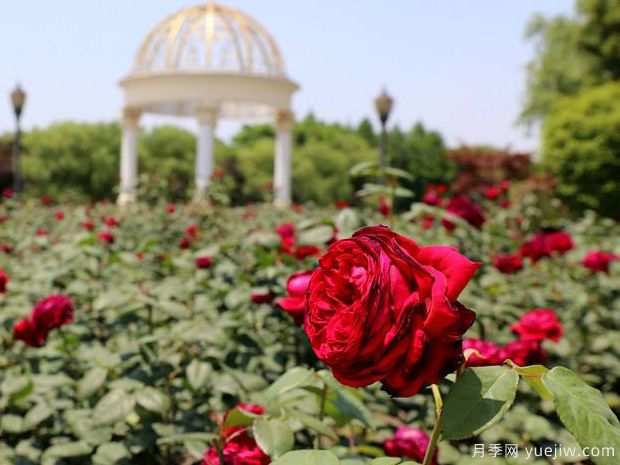 太仓月季市花文化和月季景观(图1)