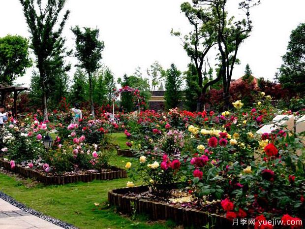 月季名园:太仓恩钿月季公园(图4) 月季园:太仓恩钿月季公园(图4)