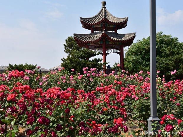 莱州月季市花文化和月季景观(图4)