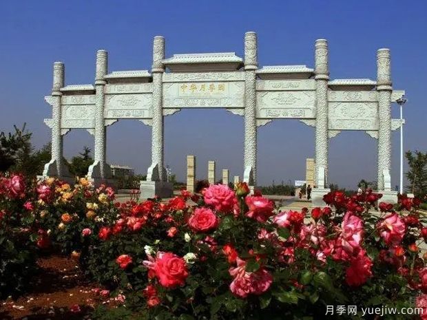 月季园：莱州中华月季园(图2)