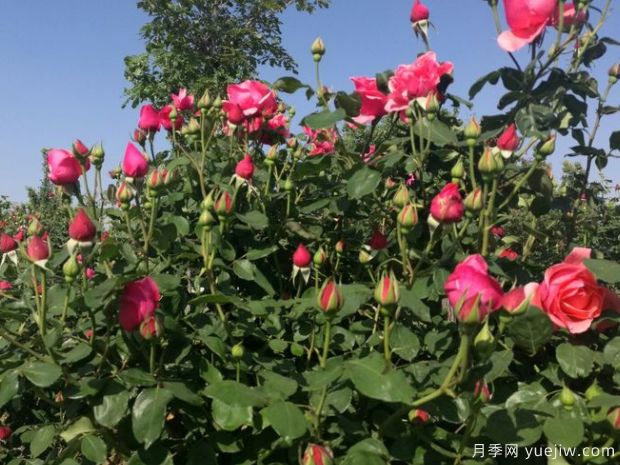 月季园：莱州中华月季园(图3)