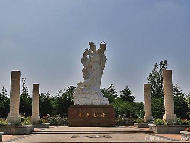 月季园：莱州中华月季园(图4)