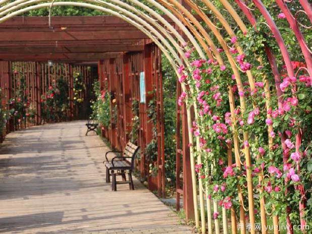 月季园：南昌滨江月季园(图3)