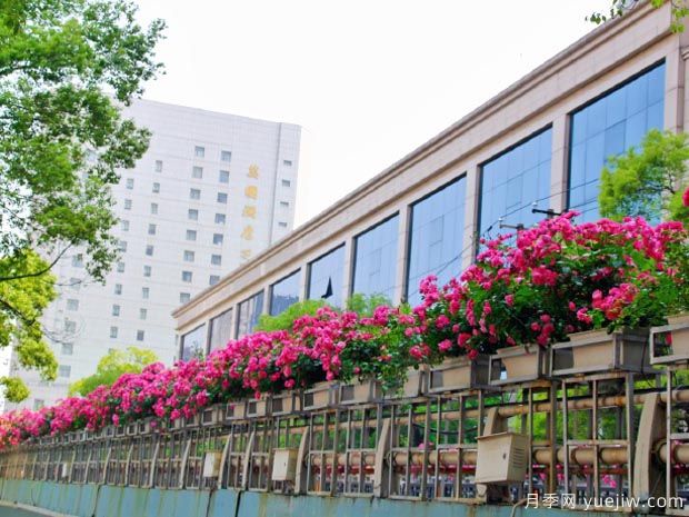 月季园：南昌滨江月季园(图4)