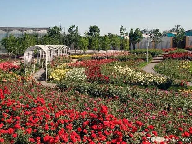 月季园：北京爱情海玫瑰文化博览园(图2)