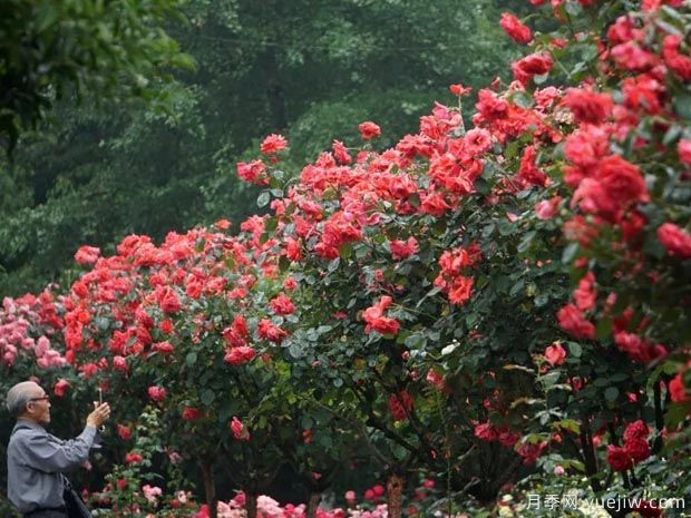 月季名园:杭州花圃月季园(莳花广场)(图2) 月季园:杭州花圃月季园(莳花广场)(图2)