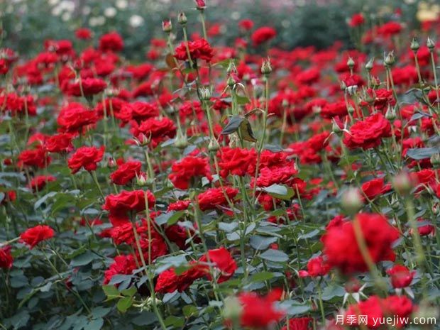 月季名园:杭州花圃月季园(莳花广场)(图4) 月季园:杭州花圃月季园(莳花广场)(图4)