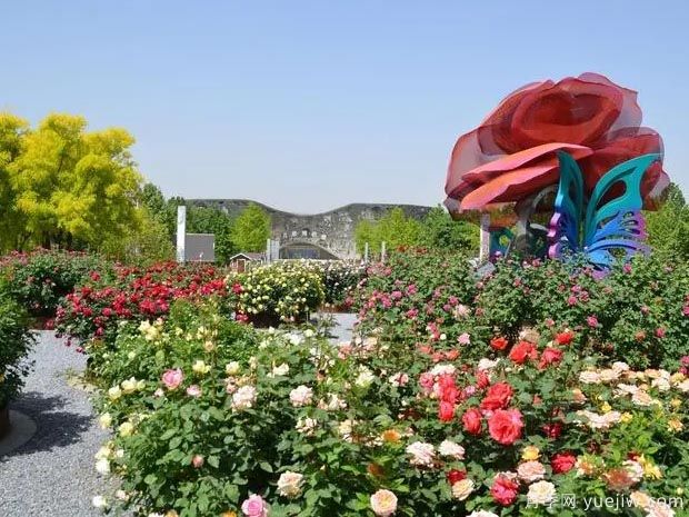月季园：北京大兴世界月季主题园(图2)