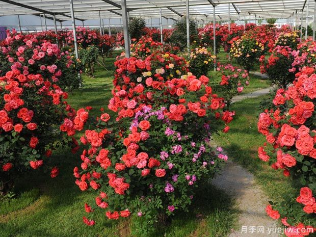 月季园：北京大兴纳波湾月季园(图1)