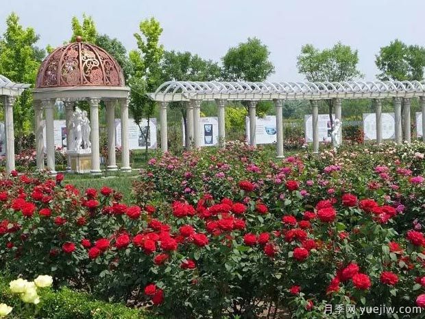 天津月季市花文化和月季景观(图2)