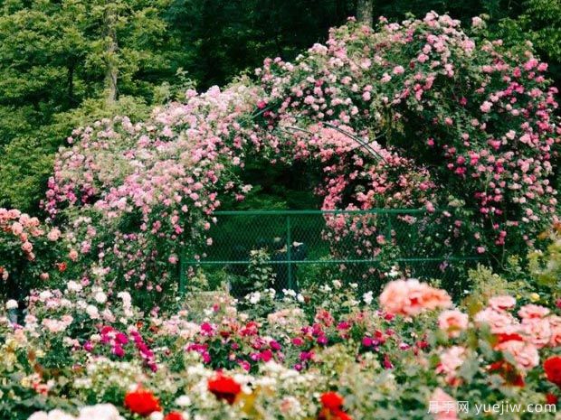南京玄武湖公园月季园(图1) 月季园:南京玄武湖公园月季园(图1)