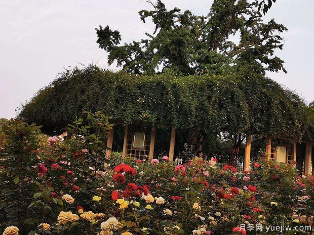 南京玄武湖公园月季园(图2) 月季园:南京玄武湖公园月季园(图2)