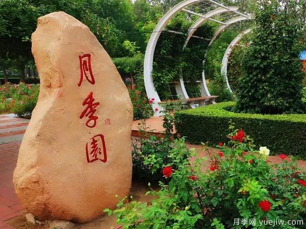 月季园：秦皇岛北戴河月季园(图1)
