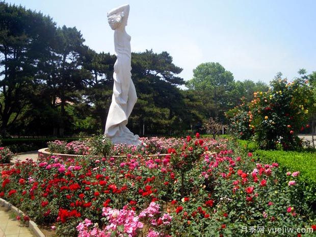 秦皇岛月季市花文化和月季景观(图3)