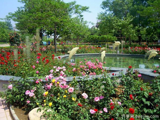 月季园：秦皇岛北戴河月季园(图3)