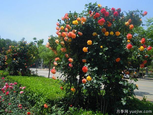 月季园：秦皇岛北戴河月季园(图4)