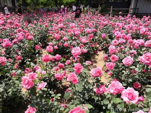 月季园：北京陶然亭公园月季园(胜春山房)(图3)