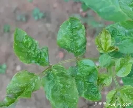 秋季月季常见虫害防治方法小整理(图1) 秋季月季常见虫害防治方法小整理(图1)