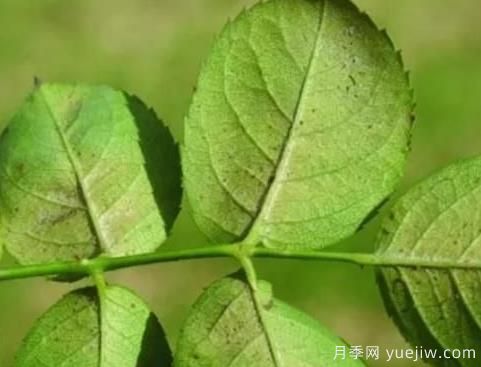 秋季月季常见虫害防治方法小整理(图2) 秋季月季常见虫害防治方法小整理(图2)