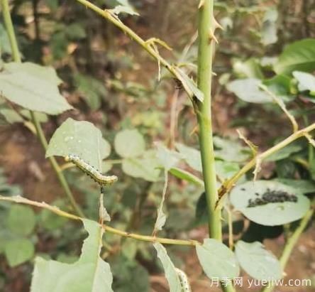 月季常见三类虫害识别及防治(图2) 月季常见三类虫害识别及防治(图2)