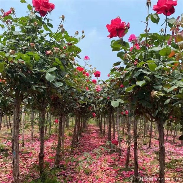 等风起:苗木行业30年的进与退(图1) 等风起:苗木行业30年的进与退(图1)