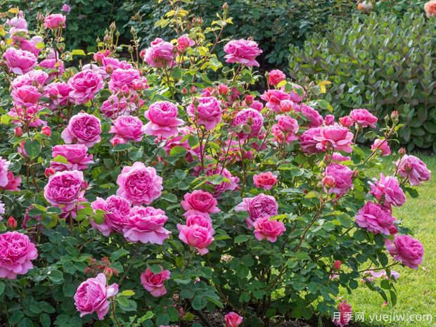 南阳月季出口世界,南阳海关护花花盛开(图1) 南阳月季出口世界,南阳海关护花花盛开(图1)