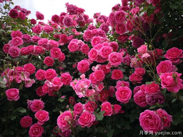 总结现代园林景观设计中的误区(图1) 总结现代园林景观设计中的误区(图1)