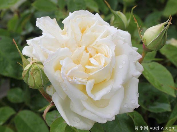 农妇精神月季(图1) 农妇精神月季(图1)
