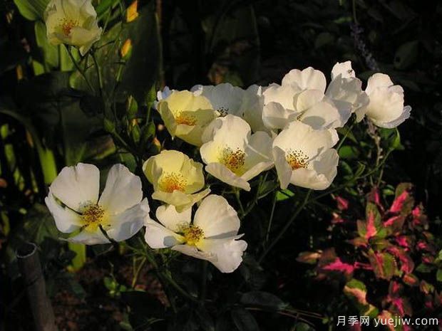 黄色蝴蝶之吻月季的优缺点是什么？(图1)