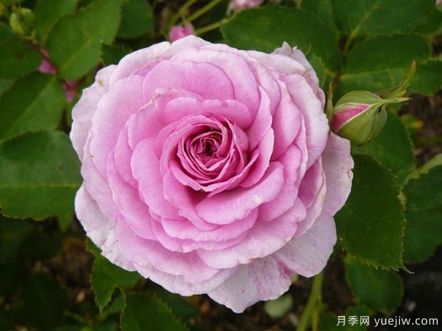 完美香气月季(图1) 完美香气月季/完美香水(图1)