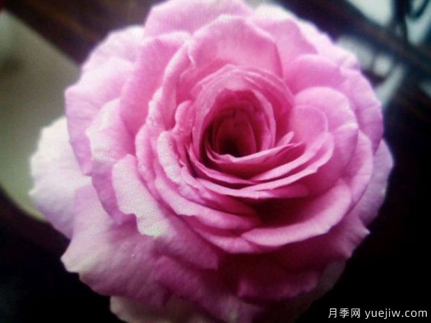 完美香气月季(图2) 完美香气月季/完美香水(图2)