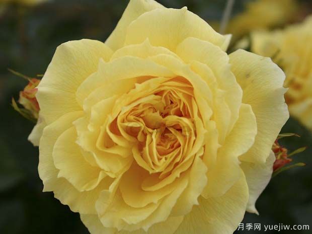 中国姑娘月季/中国女孩月季(图1) 中国姑娘月季/中国女孩月季(图2)