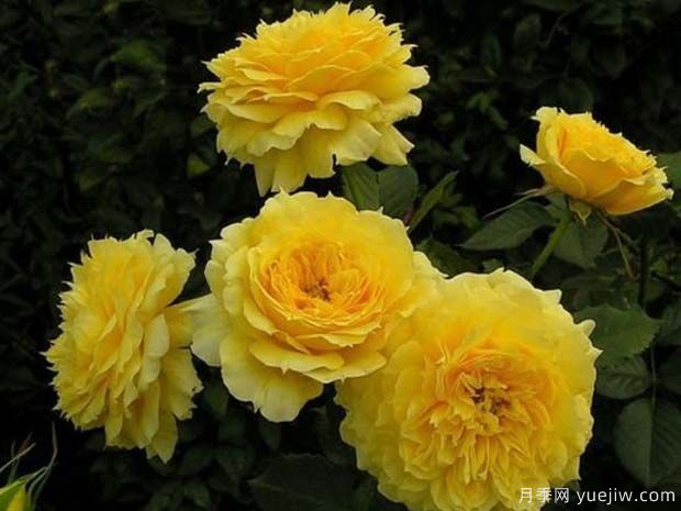 中国姑娘月季/中国女孩月季(图2) 中国姑娘月季/中国女孩月季(图3)