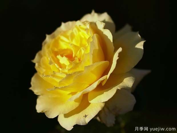 中国姑娘月季/中国女孩月季(图3) 中国姑娘月季/中国女孩月季(图5)