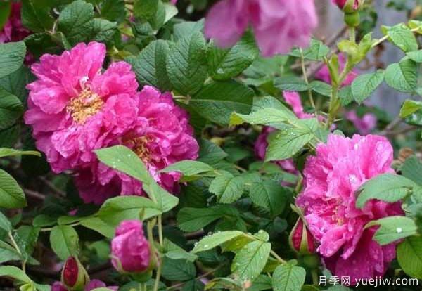 食用玫瑰品种有哪些？8个品种介绍(图1)