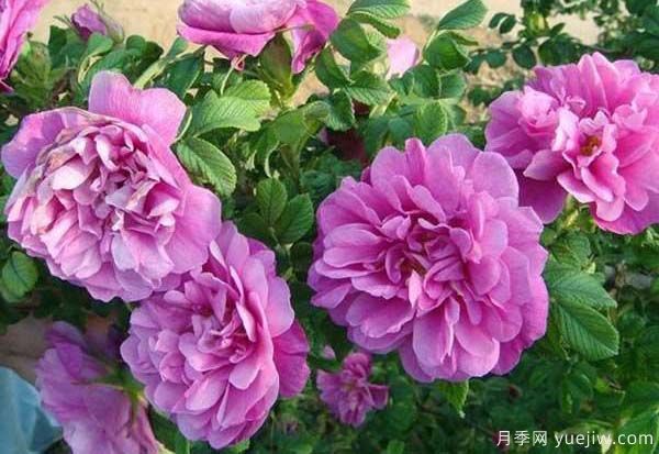 食用玫瑰品种有哪些？8个品种介绍(图3)