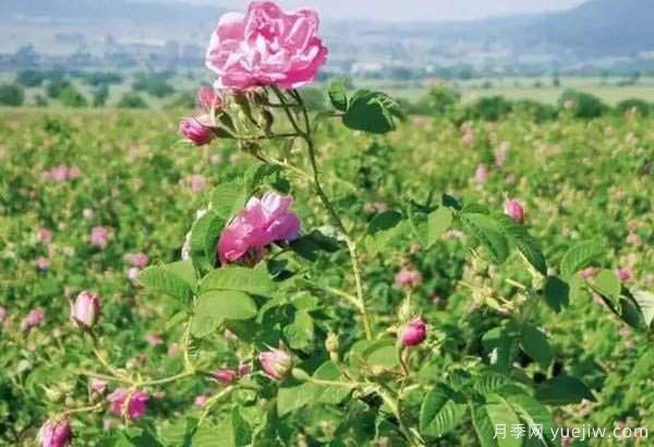 食用玫瑰品种有哪些？8个品种介绍(图5)