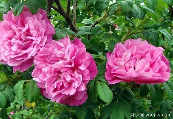 食用玫瑰品种有哪些？8个品种介绍(图8)