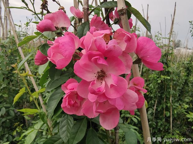 解析园林苗圃病虫害防治原则(图1) 解析园林苗圃病虫害防治原则(图1)