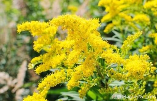 加拿大一枝黄花的危害与防除?(图1) 加拿大一枝黄花的危害与防除?(图1)