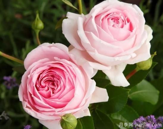 推荐7个颜值能打抗性超群的粉色灌木月季(图7)