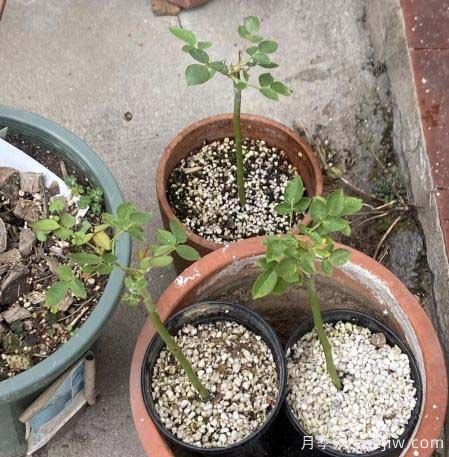 棒棒糖月季嫁接避免流伤的办法(图1) 棒棒糖月季嫁接避免流伤的办法(图1)